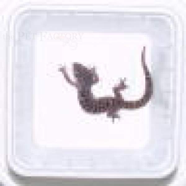 Tiertransportschale 25 Schalen, 25 Deckel